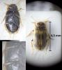 Boreonectes ibericus